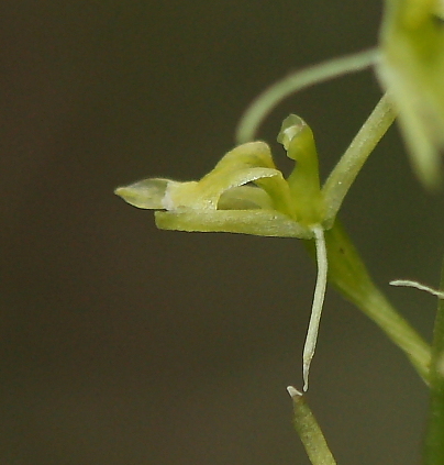 Liparis loeselii e Liparis nemoralis